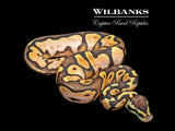 Pastel Sugar Ball Python ♂ '26
