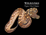 Cinnamon Sugar Ball Python ♀ '26