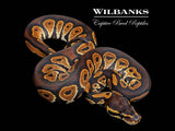 Blackhead Leopard 100% Het. Lavender Albino Ball Python ♀ '26