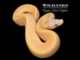 Banana Stranger Pinstripe Ball Python ♀ '26