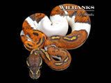 Orange Dream Blackhead Pied 100% Het. Lavender Albino Ball Python ♂ '26