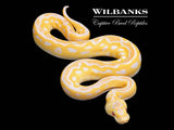 Lavender Leopard Pastel Clown Grail Ball Python ♂ '26