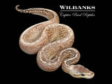 Blackhead Pewter Baker Special Yellow Belly Ball Python ♂ '26