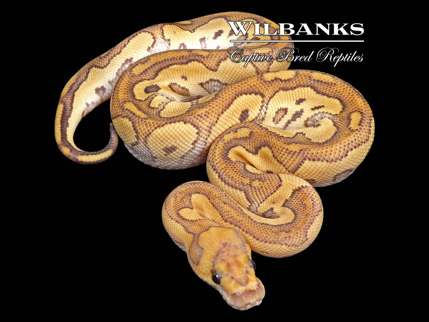 Red Stripe Mojave Clown Ball Python ♂ '24