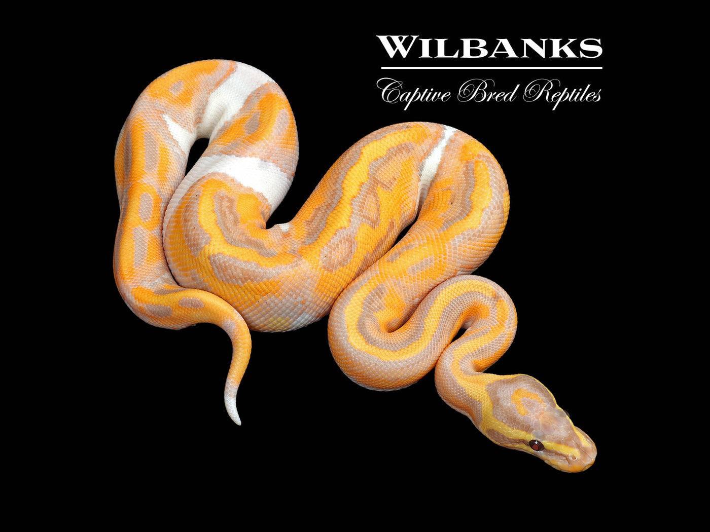 Banana Pied Ball Python ♂ '25