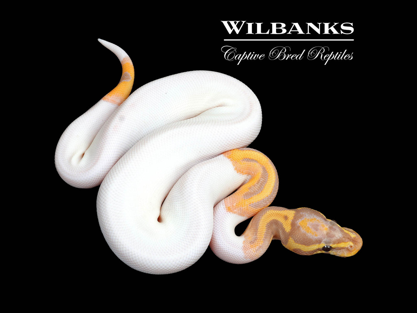 Banana Pied Ball Python ♂ '25