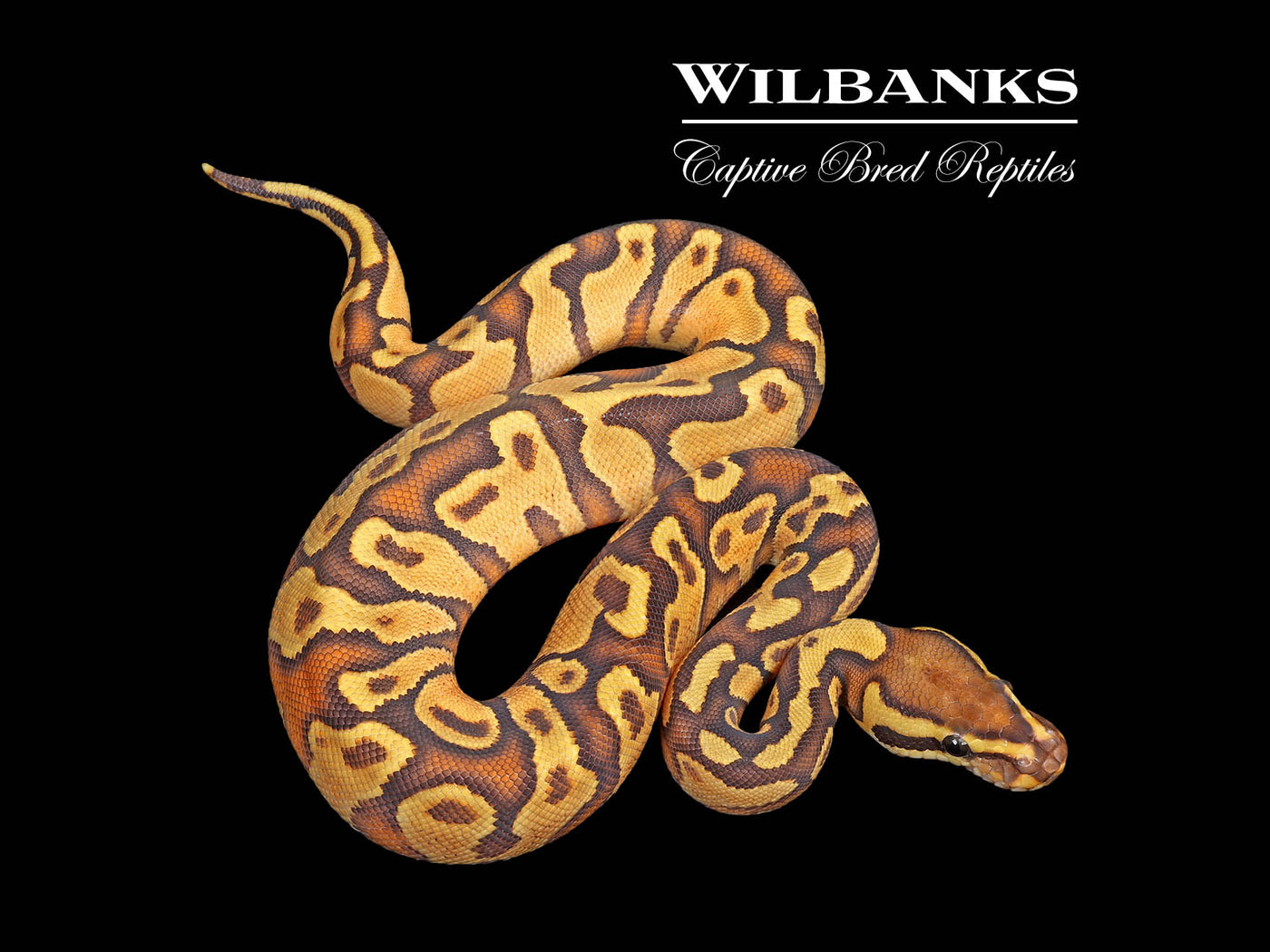 Enchi Orange Crush Yellow Belly Ball Python ♂ '25