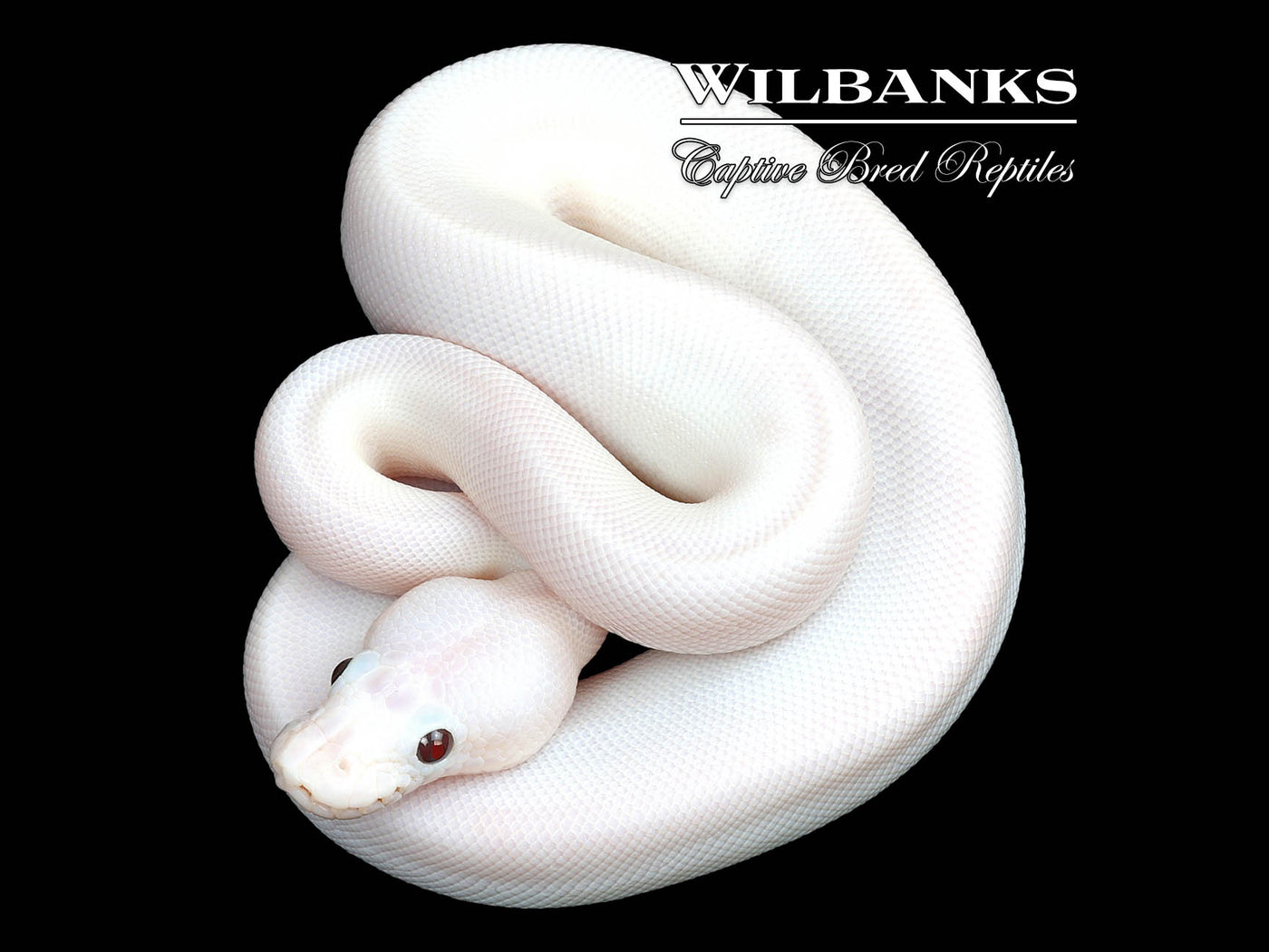 Banana Super Fire Ball Python ♂ '25