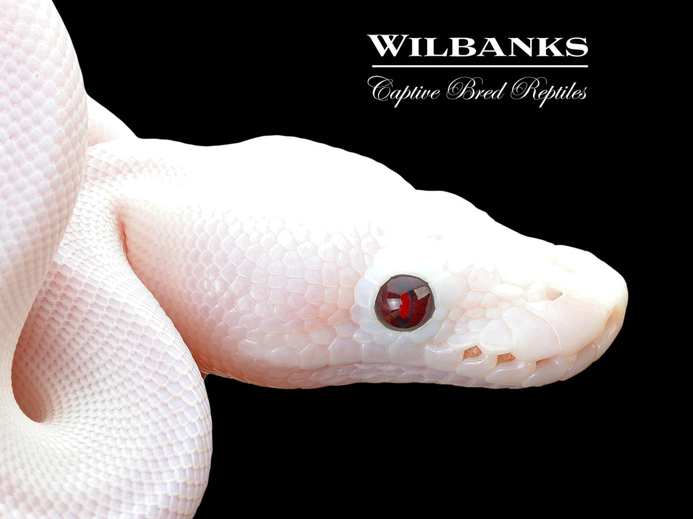 Banana Super Fire Ball Python ♂ '25