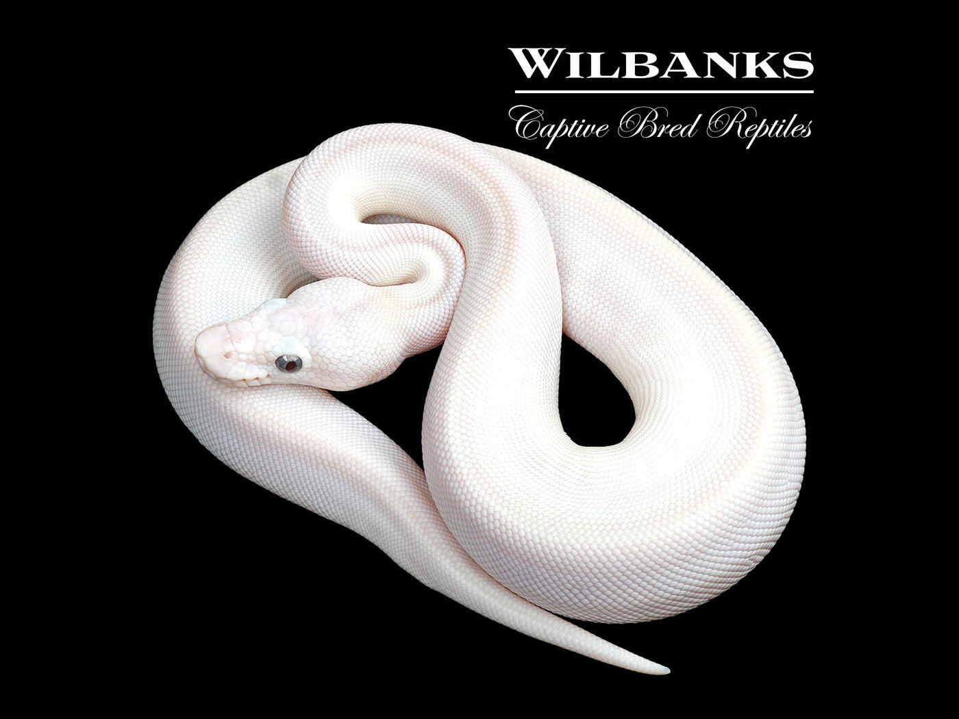 Blue Eyed Leucistic (Mojave Butter) Ball Python ♀ '25