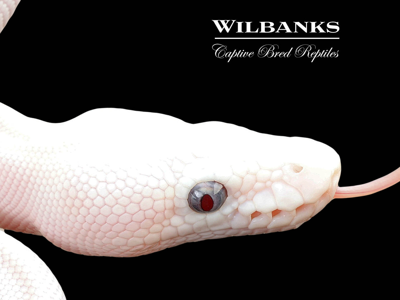 Blue Eyed Leucistic (Mojave Butter) Ball Python ♀ '25