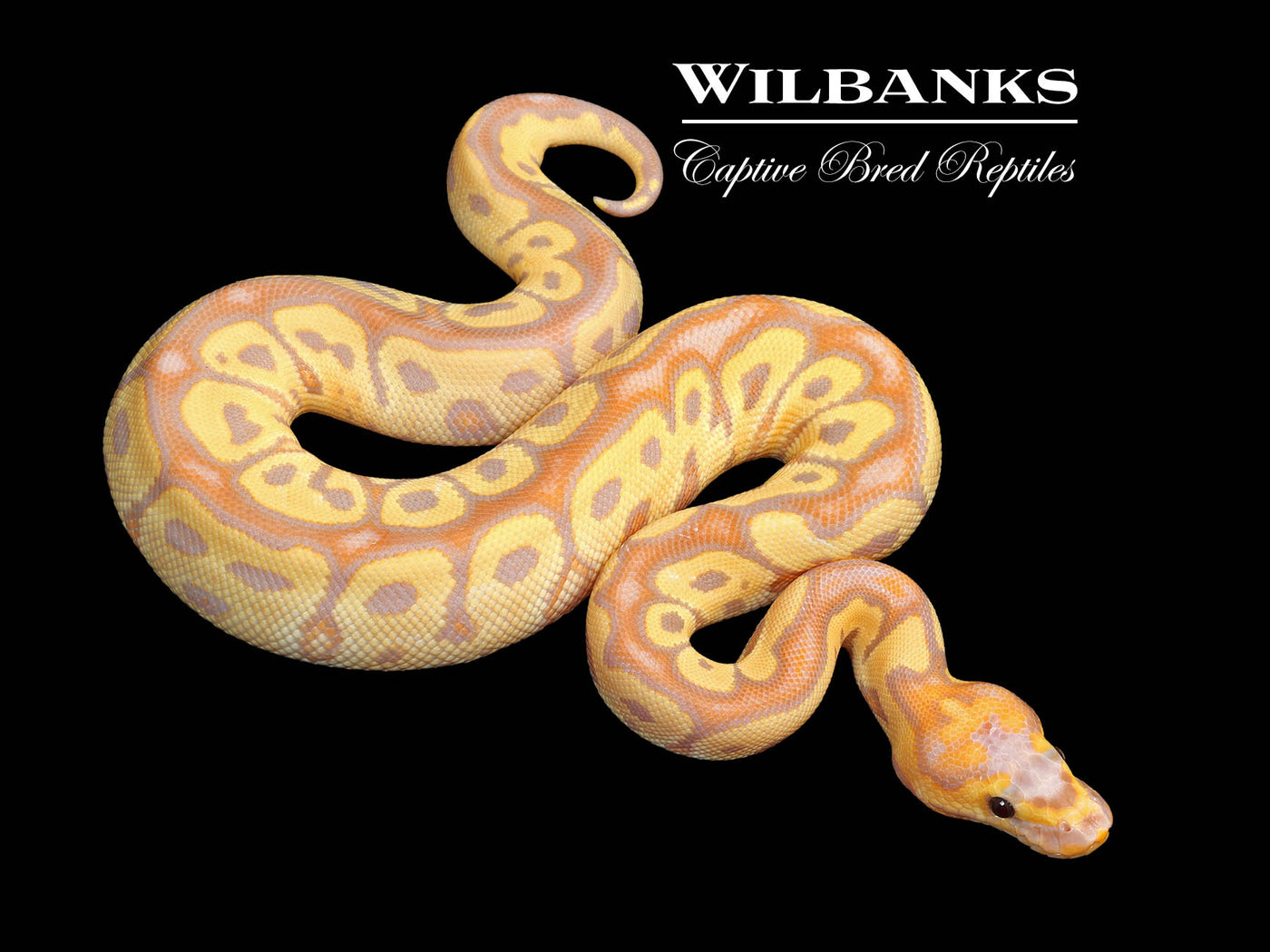 Banana Clown Ball Python ♂ '25