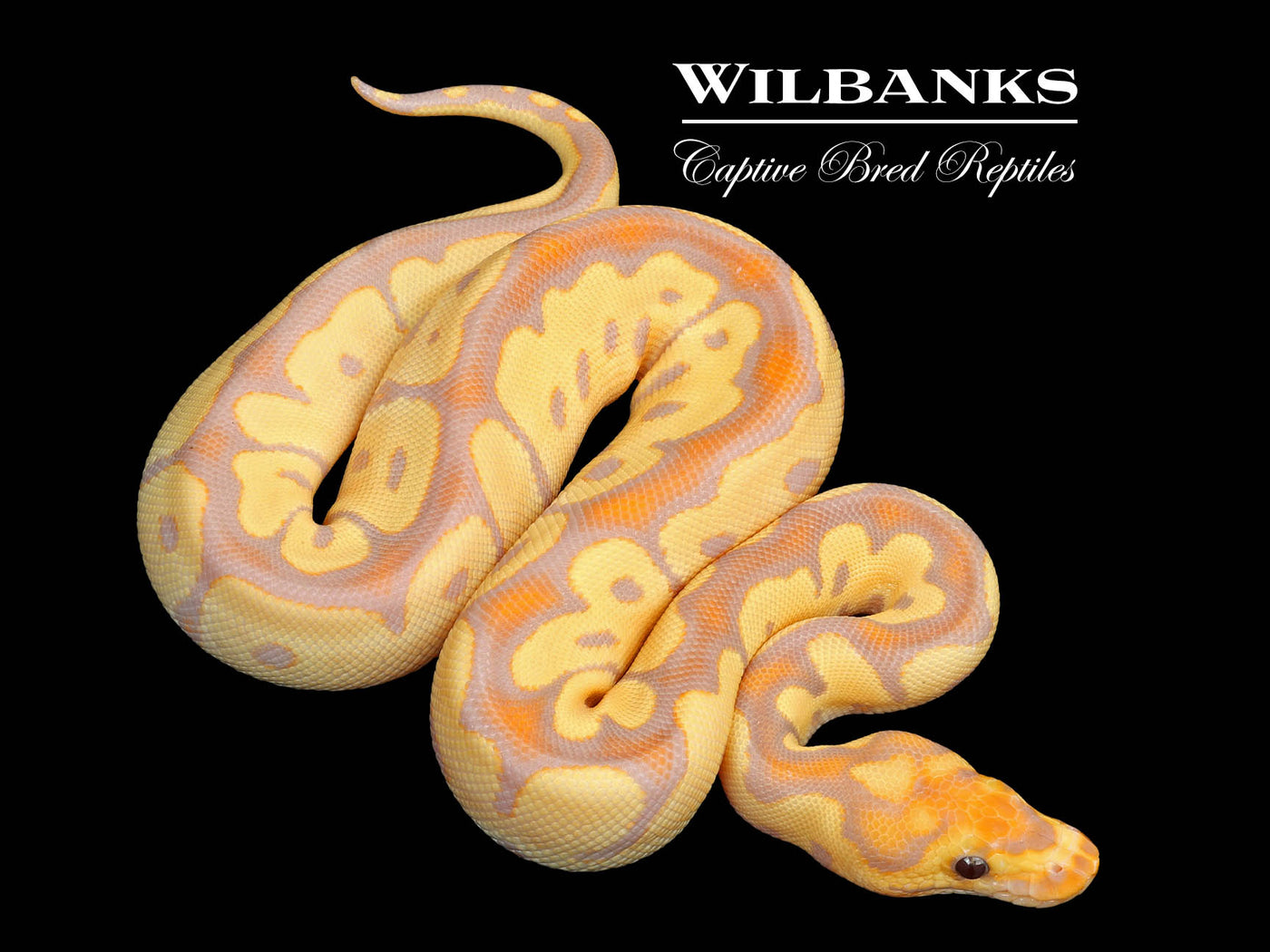 Banana Clown Ball Python ♀ '25