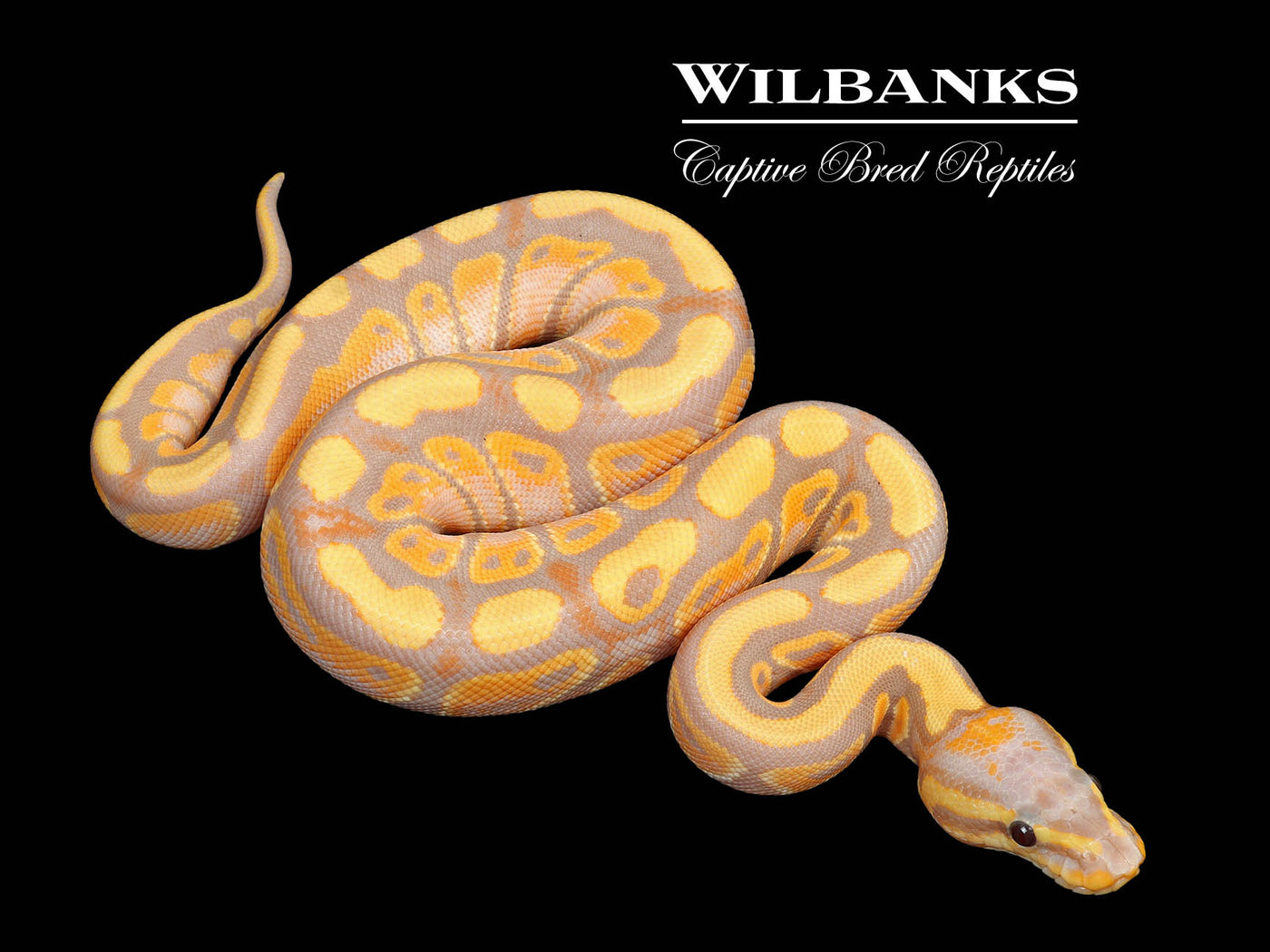 Banana 100% DH Genetic Stripe Clown Ball Python ♀ '25