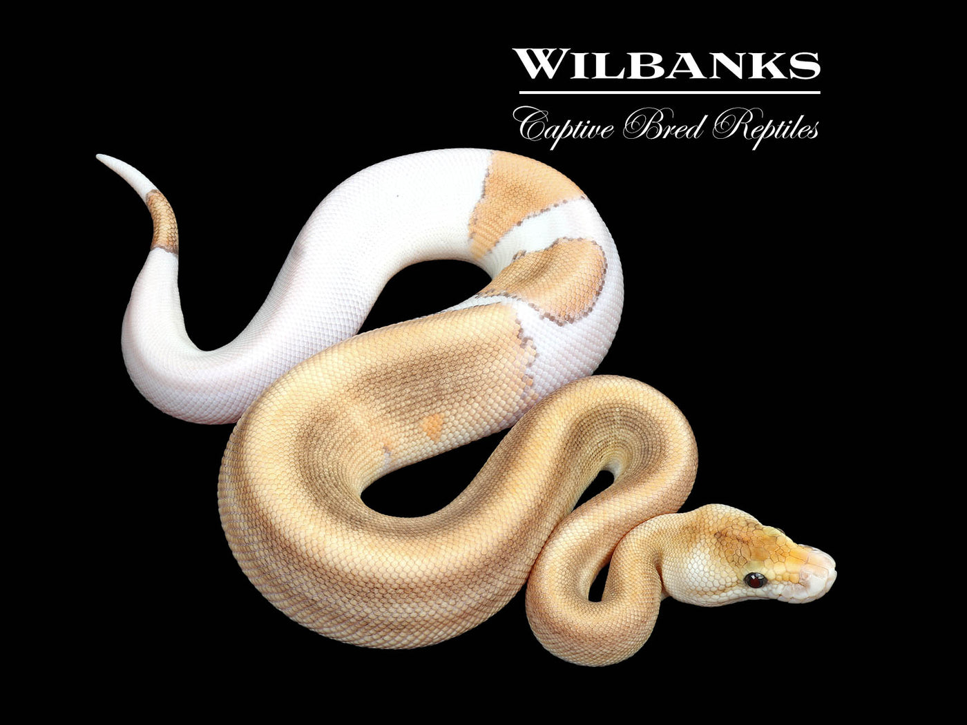 Cinnamon Champagne 100% DH Hypo Pied  Ball Python ♂ '25