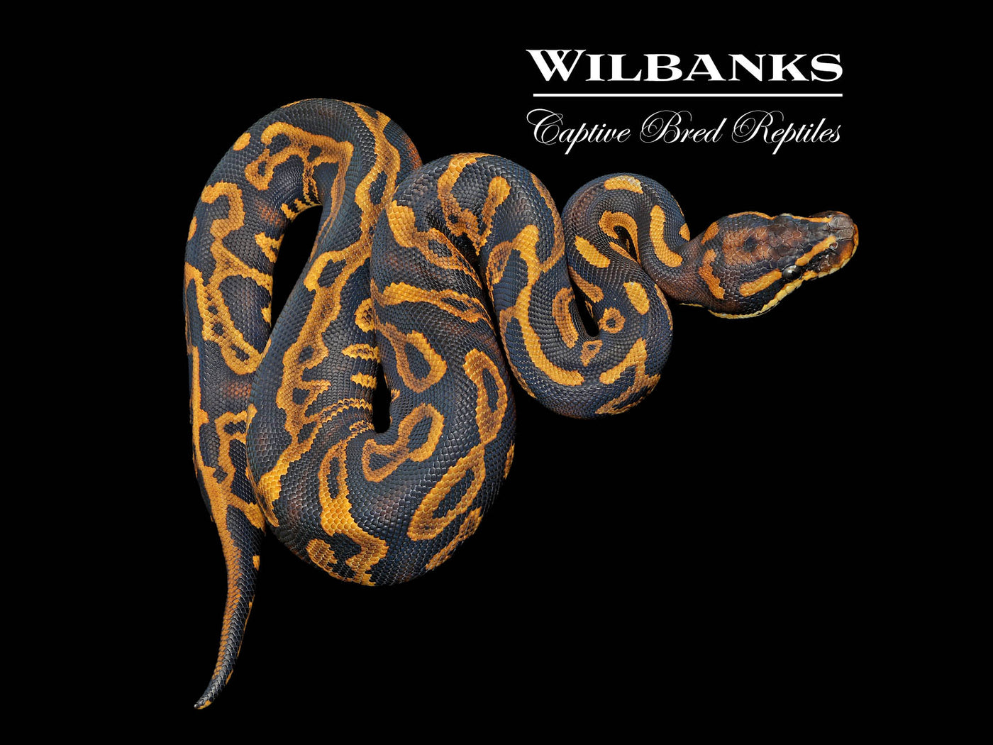 Stranger Leopard Yellow Belly Ball Python ♀ '25