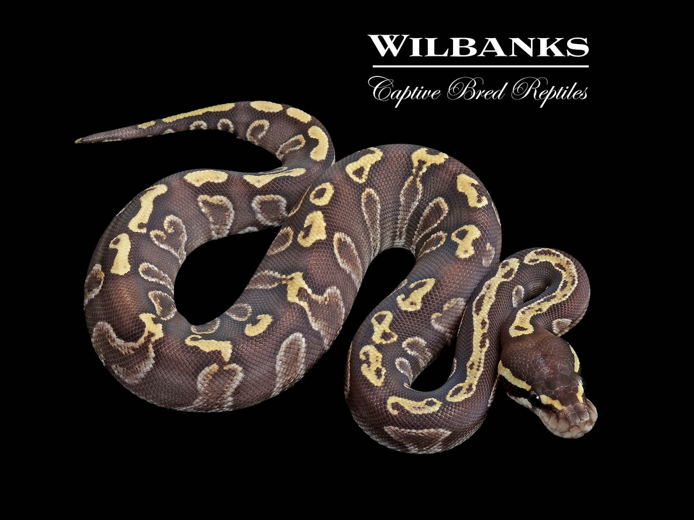 Mojave GHI Ball Python ♀ '25