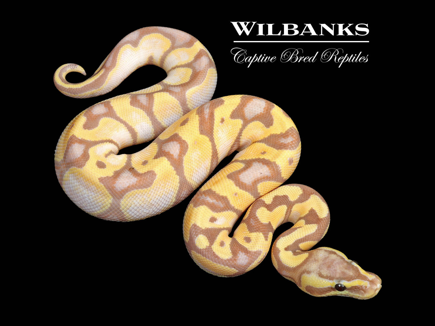 Banana Enchi Pastel Ball Python ♂ '25