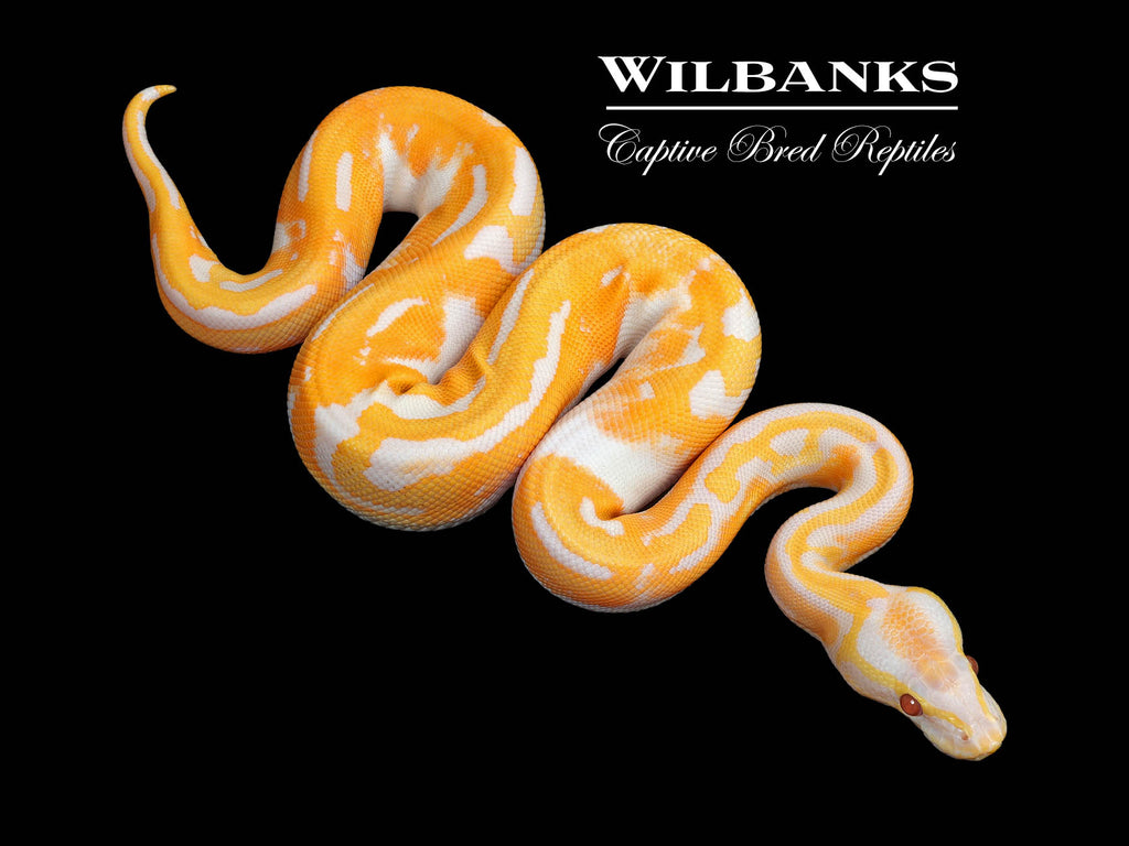 ■ENGBROX■ dream love ball cap5 colors EBHT25002 Blackhead Dreamsicle Ball Python ♂ '25 – Wilbanks Captive