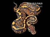 Black Fire Ball Python ♂ '26