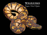 Enchi Sugar Ball Python ♀ '26