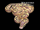 FireFly Mojave Yellow Belly Ball Python ♂ '26