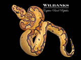 Fire Clown Ball Python ♀ '26