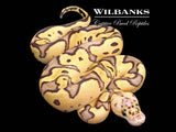 FireFly Clown Ball Python ♀ '26
