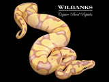 Banana Super Enchi Pastel Ball Python ♂ '26