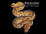 Sugar Clown Ball Python ♀ '26