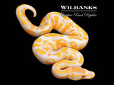 Lavender Albino 100% Het. Pied Ball Python ♂ '26