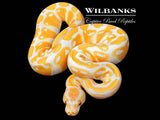 Lavender Albino 100% Het. Pied Ball Python ♂ '26