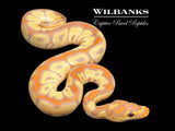 Banana Clown Ball Python ♂ '26