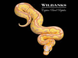 Banana Clown Ball Python ♂ '26