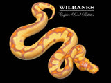 Banana Enchi Clown Ball Python ♂ '26
