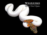 Pied 100% Het. Lavender Albino Ball Python ♂ '26