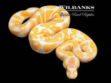 Lavender Albino Ball Python ♀ '26