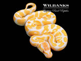 Lavender Albino Ball Python ♀ '26