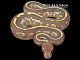 Mojave Fire Mahogany 100% Het Hypo Ball Python ♂ '26