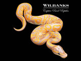 Banana Leopard Ball Python ♂ '26