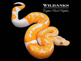 Dreamsicle Lavender Pied Ball Python ♀ '26