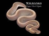 Bamboo Black Pastel Mahogany 50% PH Pied Ball Python ♀ '26
