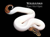 Black Pastel Pied Ball Python ♂ '26