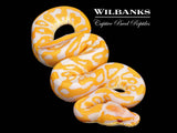 Lavender Leopard 100% Het. Clown Ball Python ♂ '26