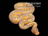 Banana Blackhead Ball Python ♀ '26