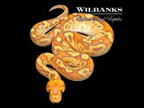 Banana Cypress Clown Ball Python ♀ '26