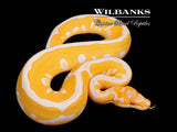 Lavender Leopard Clown Grail Ball Python ♂ '26