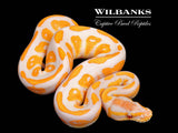 Lavender Albino Blackhead Ball Python ♂ '26