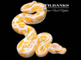 Lavender Albino Blackhead Ball Python ♀ '26