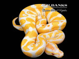 Lavender Orange Dream 100% Het. Pied Ball Python ♂ '26